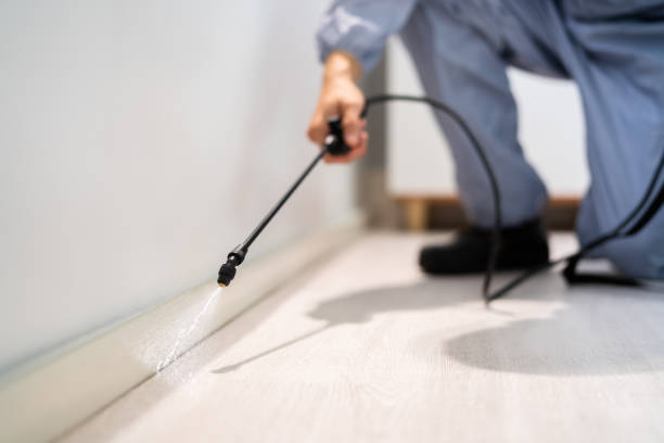 Licensed Wasp Removal service in Lugoff, SC - Show Me Pest Control